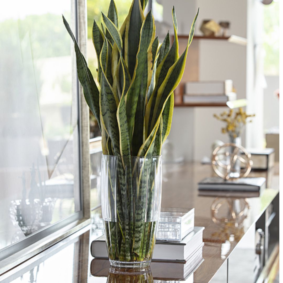 Vaso decorativo 15.5x28 -Liv